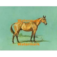 Horse  - #XD3508  -  PRINT