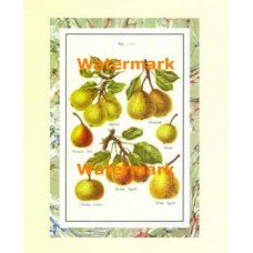 Pears  - #XAR3233  -  PRINT