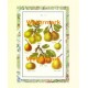 Pears  - #XAR3233  -  PRINT