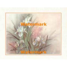 Iris  - #XKFL3441  -  PRINT