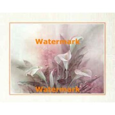 Giant Calla Lily  - XKFL3444  -  PRINT