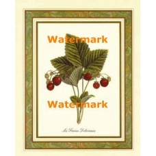 Les Fraises Delicieuses  - XKFL3550  -  PRINT