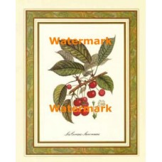 Les Cerises Savoreuses  - XKFL3551  -  PRINT