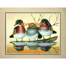 Wood Ducks  - #XKFL3909  -  PRINT