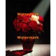 Grand Roses  - XKL3931  -  PRINT