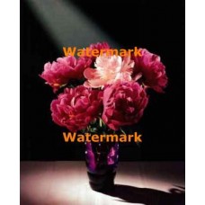 Vibrant Peonies  - #XKL3932  -  PRINT