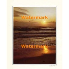 Morning Gulls  - #XAR3399  -  PRINT