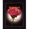 Red Rose With Halo  - XAR3414  -  PRINT