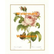 Rosa Centifolia  - #XAR4410  -  PRINT