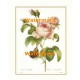 Rosa Centifolia  - #XAR4410  -  PRINT
