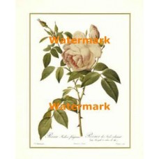 Tea Rose  - #XAR4408  -  PRINT