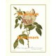 Tea Rose  - #XAR4408  -  PRINT