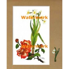 Daffodil Spray  - XKFL4171  -  PRINT