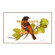 Baltimore Oriole  - XKBD4551  -  PRINT