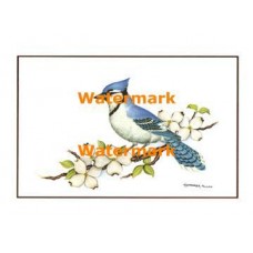 Blue Jay  - XKBD4552  -  PRINT