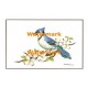 Blue Jay  - XKBD4552  -  PRINT