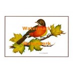 Robin  - #XKBD4554  -  PRINT