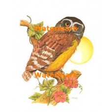 Spectacle Owl  - #XKL4133  -  PRINT
