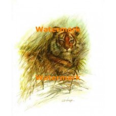 Bold Tiger  - #XKL4666  -  PRINT