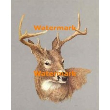 White-Tailed Buck  - #XKL4671  -  PRINT