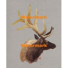 Bull Elk  - XKL4673  -  PRINT