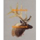 Bull Elk  - XKL4673  -  PRINT
