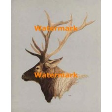 Brown Bull Elk  - XKL4674  -  PRINT