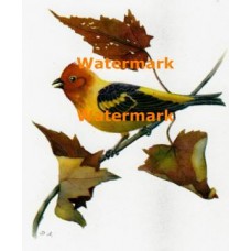 Western Tanager  - XD1508  -  PRINT