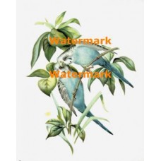 Love Birds  - XD2545  -  PRINT