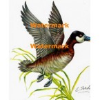 Duck  - XD2996  -  PRINT