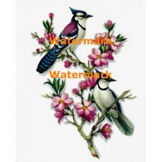 Blue Jays & Flowers  - XD3381  -  PRINT
