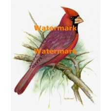 Cardinal  - XD1321  -  PRINT
