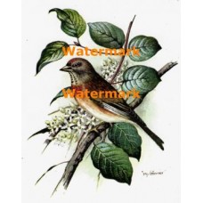 Bird & Blossoms  - XD994  -  PRINT