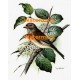 Bird & Blossoms  - XD994  -  PRINT