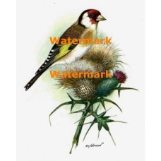 Bird & Thistle  - XD995  -  PRINT