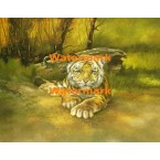 Tiger  - XBAN581  -  PRINT