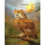 Owl  - XBAN671  -  PRINT