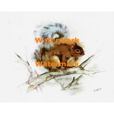 Squirrel  - XBAN698  -  PRINT