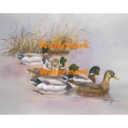 Mallards Swimming  - XBBI-1090  -  PRINT