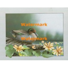Water Lily Pond  - XBBI-1107  -  PRINT