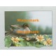 Water Lily Pond  - XBBI-1107  -  PRINT