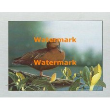 Water Lily Pond  - XBBI-1108  -  PRINT