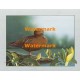 Water Lily Pond  - XBBI-1108  -  PRINT
