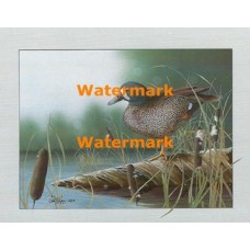 Water Lily Pond  - XBBI-1109  -  PRINT