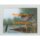 Water Lily Pond  - XBBI-1109  -  PRINT