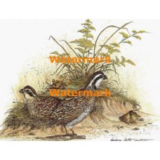 Quail  - XBBI-1141  -  PRINT