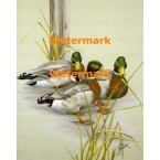 Mallards  - XBBI-1158  -  PRINT