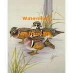 Wood Ducks  - XBBI-1159  -  PRINT