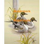 Pintail Ducks  - XBBI-1160  -  PRINT