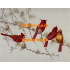 Cardinals  - XBBI-1198  -  PRINT